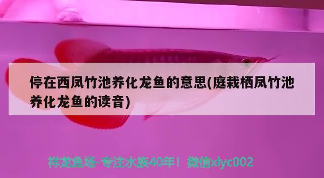 停在西凤竹池养化龙鱼的意思(庭栽栖凤竹池养化龙鱼的读音)