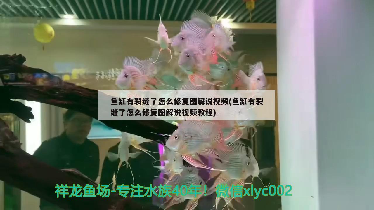 鱼缸有裂缝了怎么修复图解说视频(鱼缸有裂缝了怎么修复图解说视频教程) 野彩鱼