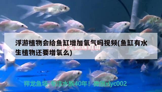 浮游植物会给鱼缸增加氧气吗视频(鱼缸有水生植物还要增氧么) 红龙福龙鱼