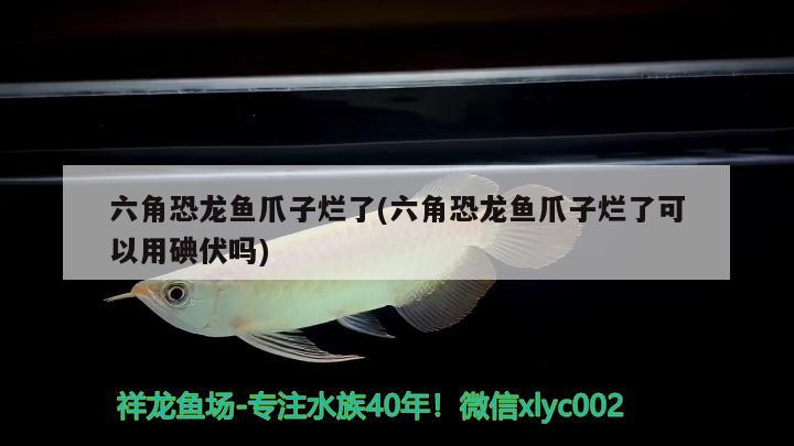 六角恐龙鱼爪子烂了(六角恐龙鱼爪子烂了可以用碘伏吗) 广州水族器材滤材批发市场