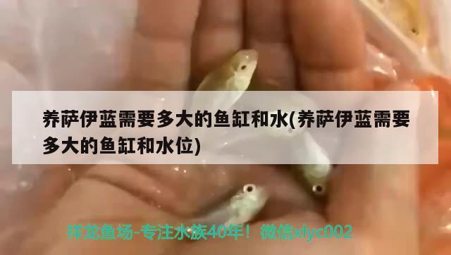 养萨伊蓝需要多大的鱼缸和水(养萨伊蓝需要多大的鱼缸和水位) 萨伊蓝鱼