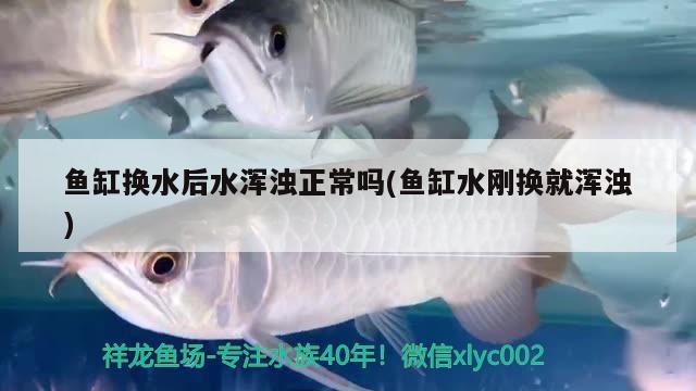 鱼缸换水后水浑浊正常吗(鱼缸水刚换就浑浊) 梦幻雷龙鱼