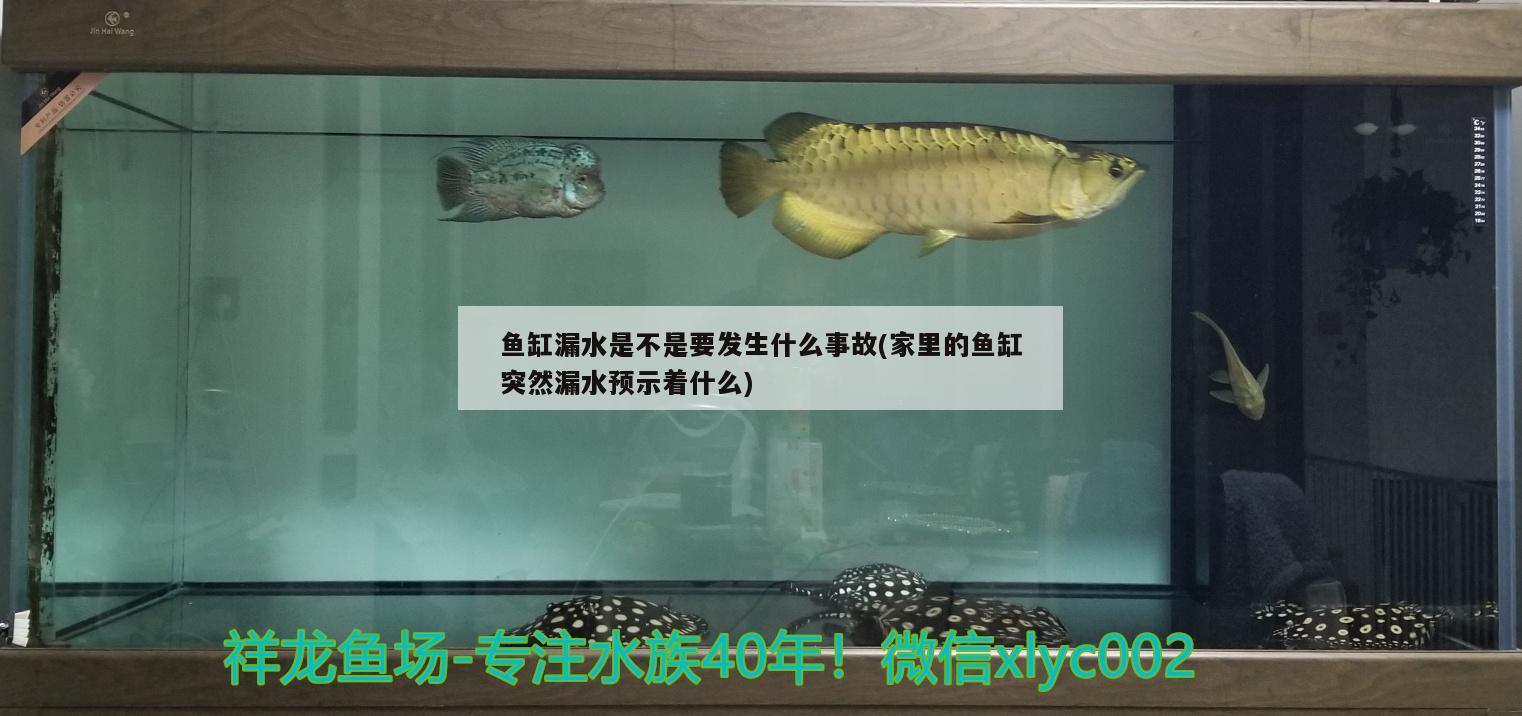 鱼缸漏水是不是要发生什么事故(家里的鱼缸突然漏水预示着什么) 喷点菠萝鱼