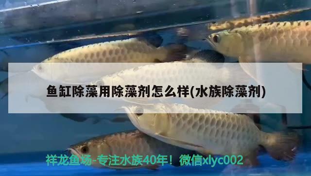 鱼缸除藻用除藻剂怎么样(水族除藻剂) 细线银板鱼苗