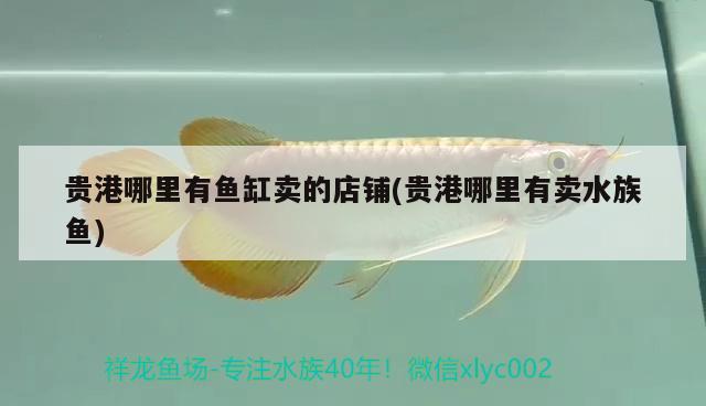 贵港哪里有鱼缸卖的店铺(贵港哪里有卖水族鱼) 祥龙鱼场品牌产品