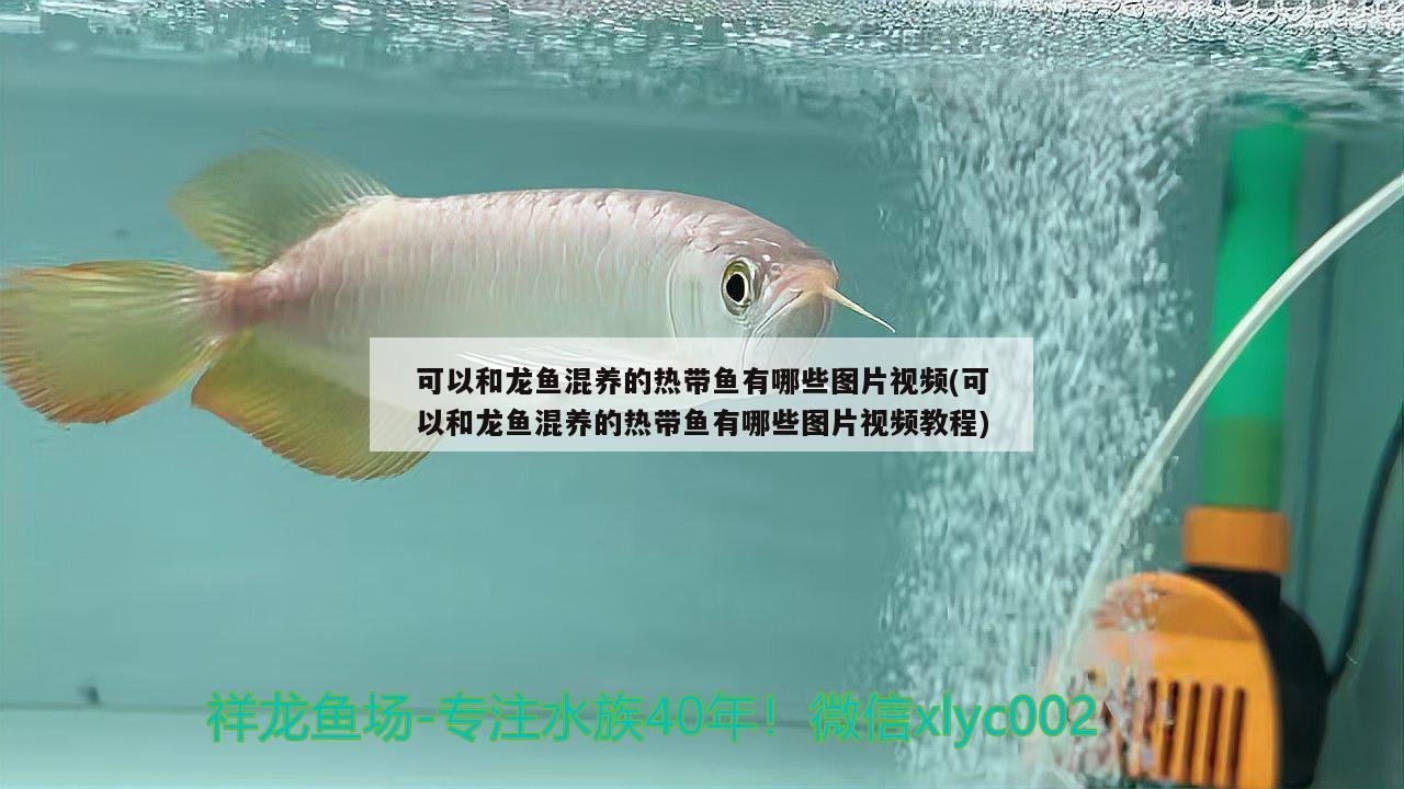 可以和龙鱼混养的热带鱼有哪些图片视频(可以和龙鱼混养的热带鱼有哪些图片视频教程)