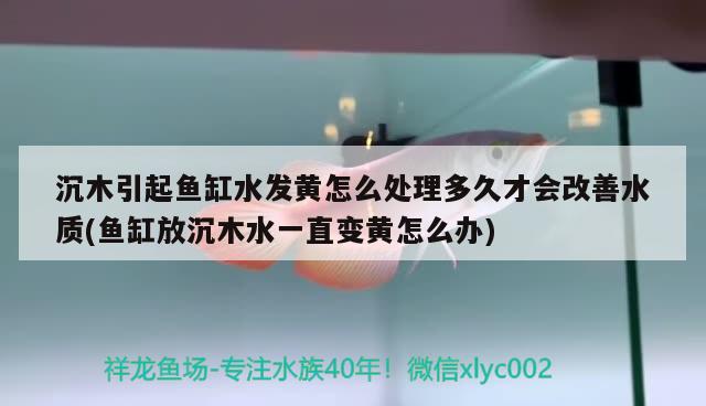 沉木引起鱼缸水发黄怎么处理多久才会改善水质(鱼缸放沉木水一直变黄怎么办) 魟鱼百科