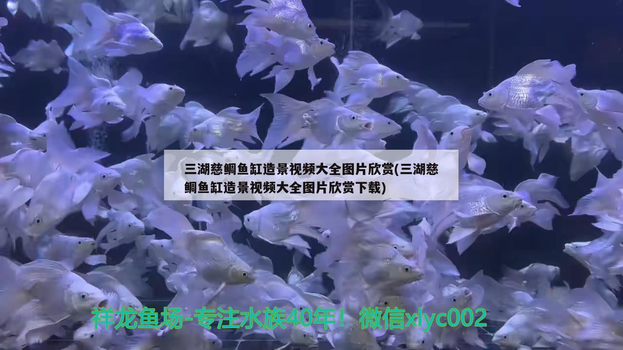 三湖慈鲷鱼缸造景视频大全图片欣赏(三湖慈鲷鱼缸造景视频大全图片欣赏下载) 鸭嘴鲨鱼