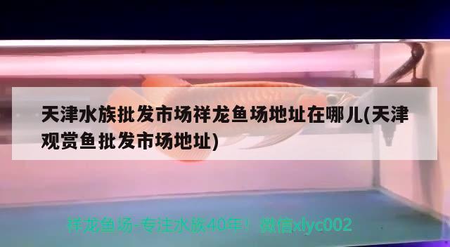 天津水族批发市场祥龙鱼场地址在哪儿(天津观赏鱼批发市场地址) 观赏鱼批发