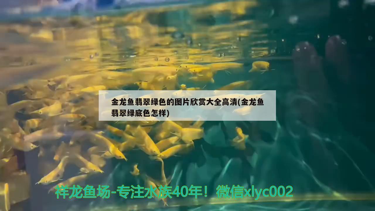 金龙鱼翡翠绿色的图片欣赏大全高清(金龙鱼翡翠绿底色怎样)