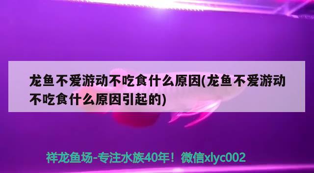 龙鱼不爱游动不吃食什么原因(龙鱼不爱游动不吃食什么原因引起的) 黑影道人鱼