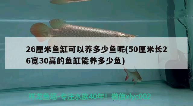 26厘米鱼缸可以养多少鱼呢(50厘米长26宽30高的鱼缸能养多少鱼) 银龙鱼