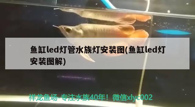 鱼缸led灯管水族灯安装图(鱼缸led灯安装图解) 祥龙鱼场其他产品