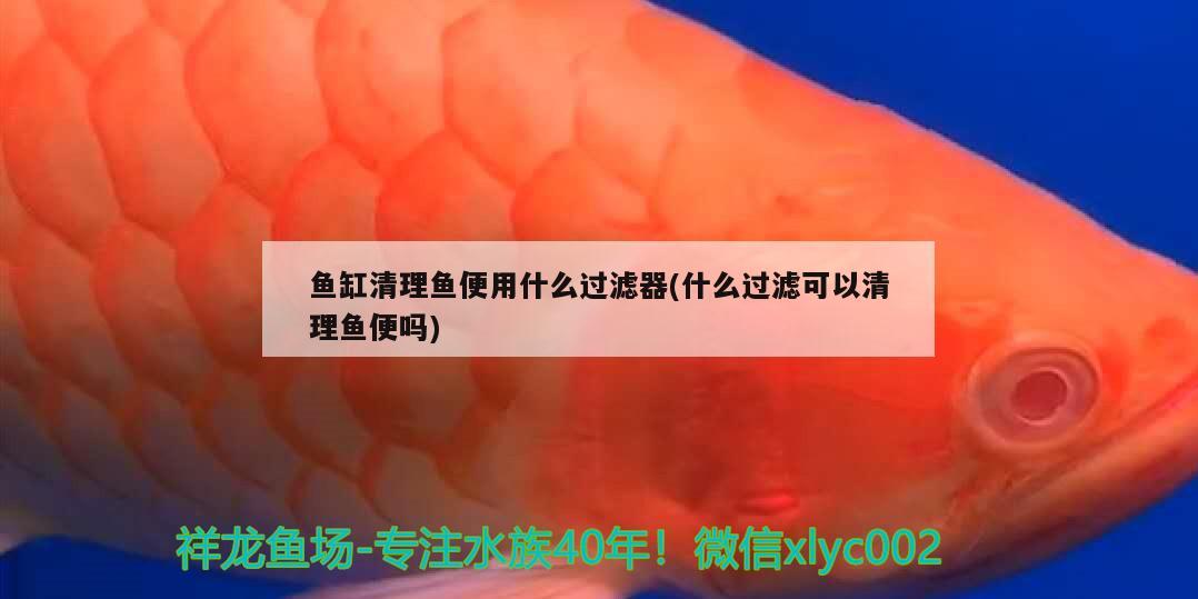 鱼缸清理鱼便用什么过滤器(什么过滤可以清理鱼便吗) 水族杂谈