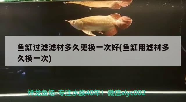 鱼缸过滤滤材多久更换一次好(鱼缸用滤材多久换一次) 黄金眼镜蛇雷龙鱼 第2张