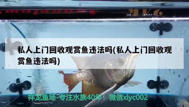 私人上门回收观赏鱼违法吗(私人上门回收观赏鱼违法吗) 虎鱼百科