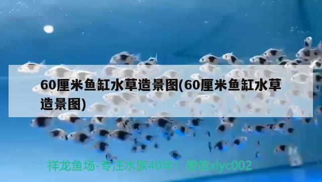 60厘米鱼缸水草造景图(60厘米鱼缸水草造景图)