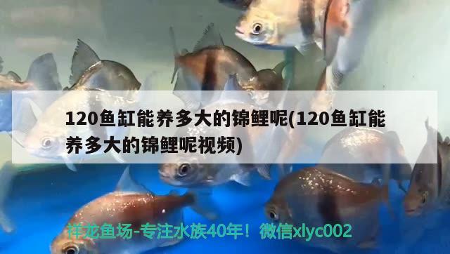 120鱼缸能养多大的锦鲤呢(120鱼缸能养多大的锦鲤呢视频)