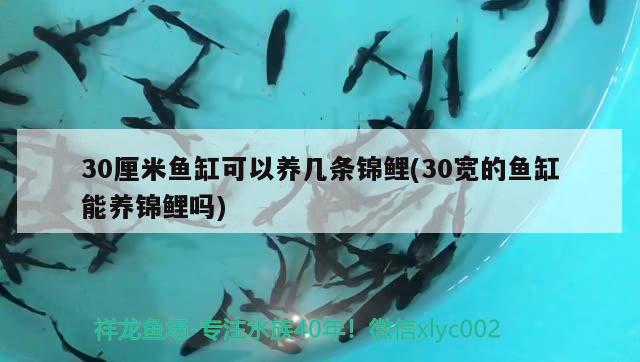 30厘米鱼缸可以养几条锦鲤(30宽的鱼缸能养锦鲤吗)