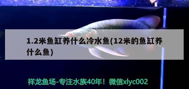 1.2米鱼缸养什么冷水鱼(12米的鱼缸养什么鱼)