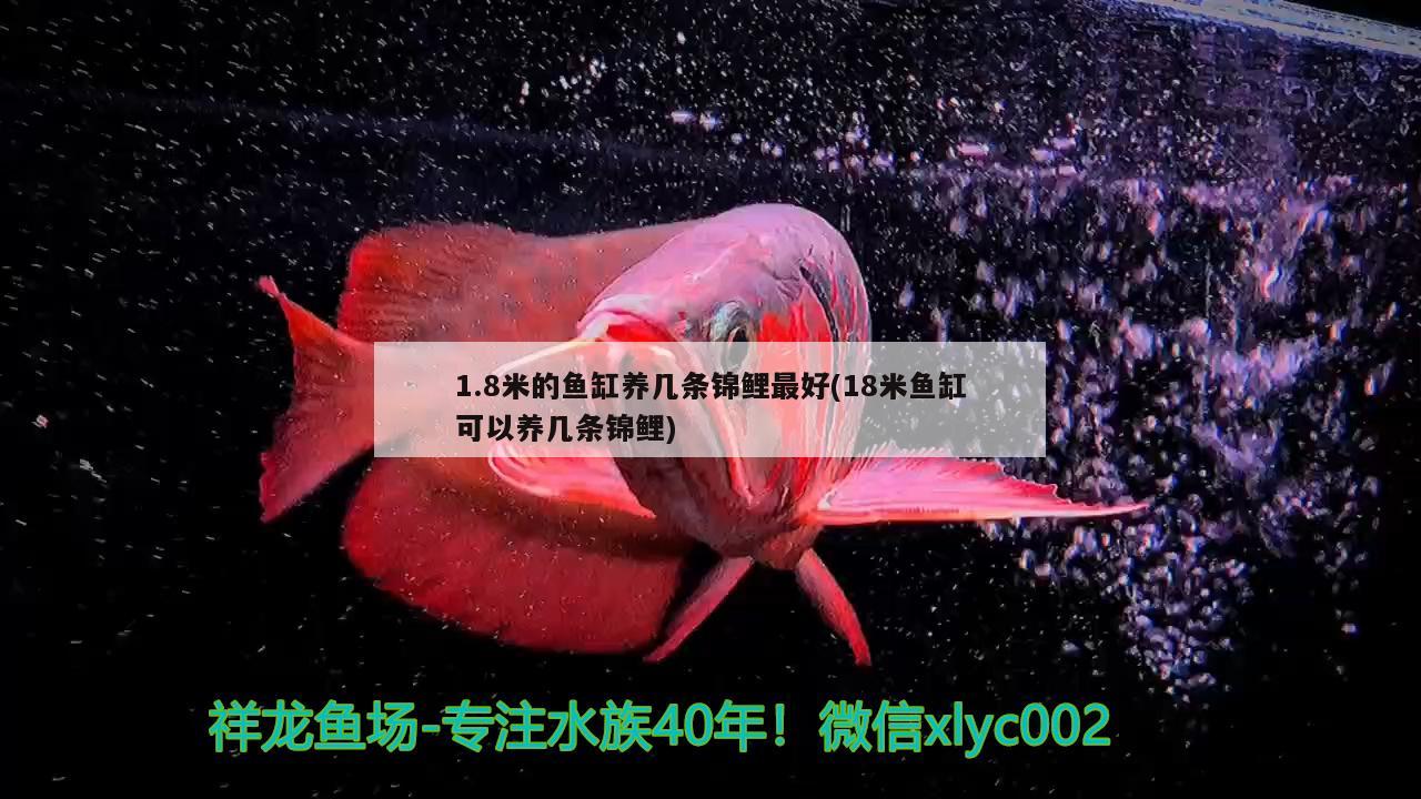 1.8米的鱼缸养几条锦鲤最好(18米鱼缸可以养几条锦鲤) 新加坡号半红龙鱼（练手级红龙鱼）