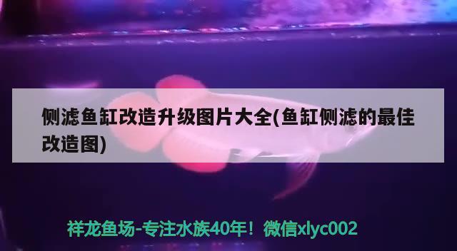 侧滤鱼缸改造升级图片大全(鱼缸侧滤的最佳改造图) 马拉莫宝石鱼