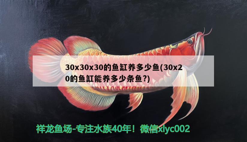 30x30x30的鱼缸养多少鱼(30x20的鱼缸能养多少条鱼?)