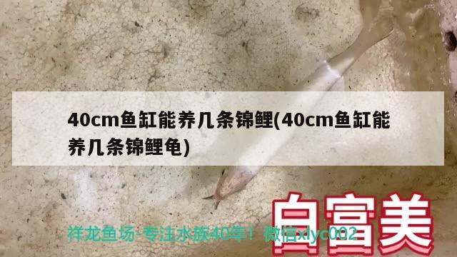 40cm鱼缸能养几条锦鲤(40cm鱼缸能养几条锦鲤龟)