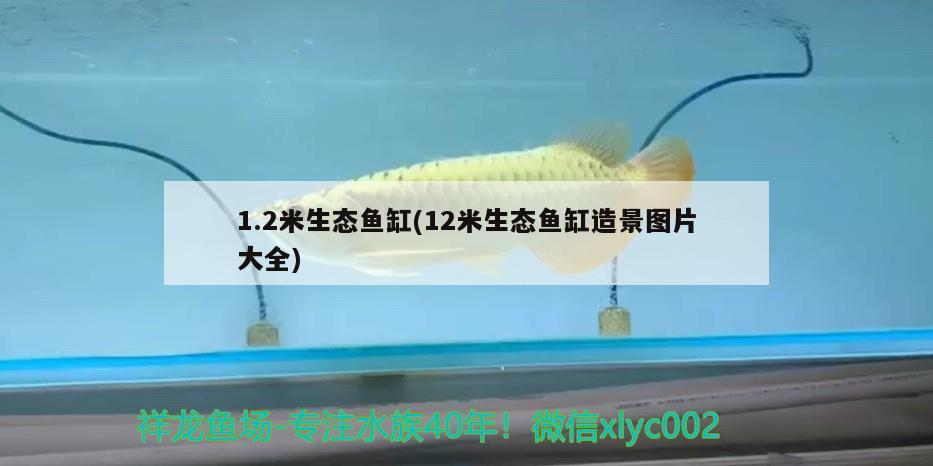 1.2米生态鱼缸(12米生态鱼缸造景图片大全)