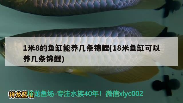 1米8的鱼缸能养几条锦鲤(18米鱼缸可以养几条锦鲤)