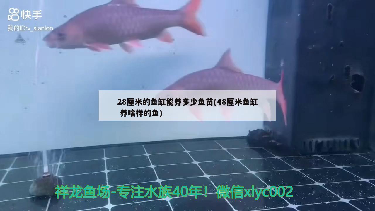 28厘米的鱼缸能养多少鱼苗(48厘米鱼缸养啥样的鱼) 祥龙鱼场其他产品