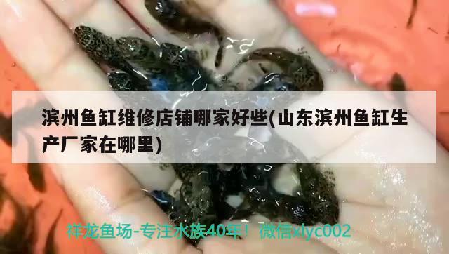 滨州鱼缸维修店铺哪家好些(山东滨州鱼缸生产厂家在哪里) 粗线银版鱼苗