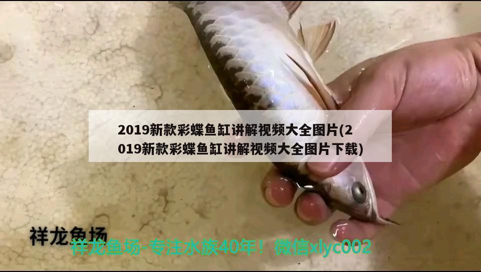 2019新款彩蝶鱼缸讲解视频大全图片(2019新款彩蝶鱼缸讲解视频大全图片下载)