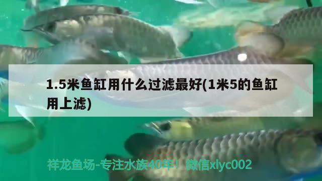 1.5米鱼缸用什么过滤最好(1米5的鱼缸用上滤) 喷点菠萝鱼