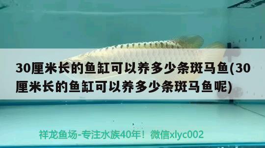 30厘米长的鱼缸可以养多少条斑马鱼(30厘米长的鱼缸可以养多少条斑马鱼呢)