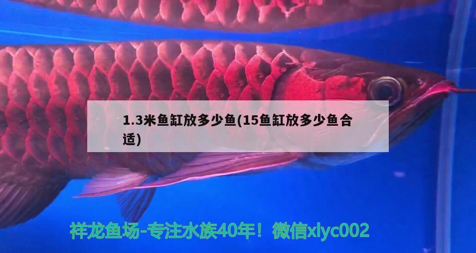 1.3米鱼缸放多少鱼(15鱼缸放多少鱼合适) 细线银版鱼