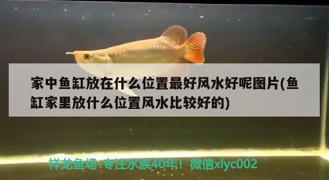 家中鱼缸放在什么位置最好风水好呢图片(鱼缸家里放什么位置风水比较好的) 鱼缸风水