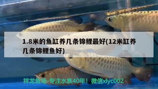 1.8米的鱼缸养几条锦鲤最好(12米缸养几条锦鲤鱼好) 纯血皇冠黑白魟鱼