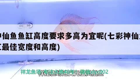 神仙鱼鱼缸高度要求多高为宜呢(七彩神仙鱼缸最佳宽度和高度) 七彩神仙鱼