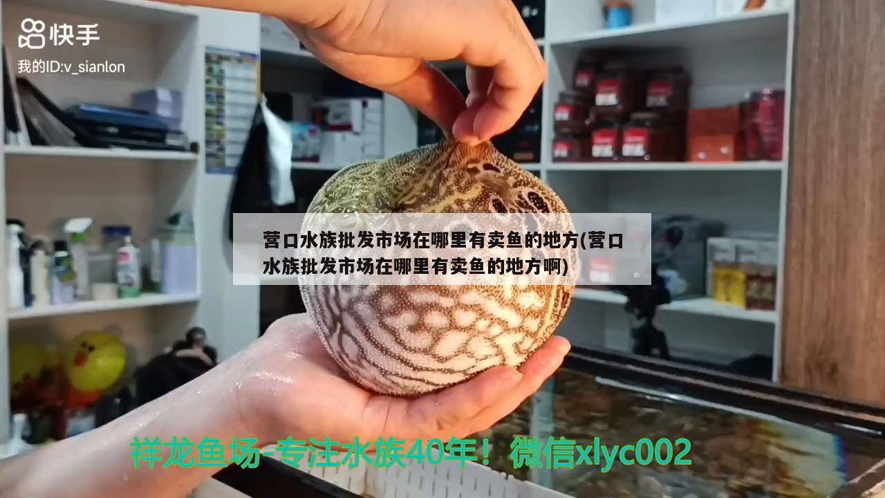 营口水族批发市场在哪里有卖鱼的地方(营口水族批发市场在哪里有卖鱼的地方啊) 观赏鱼水族批发市场