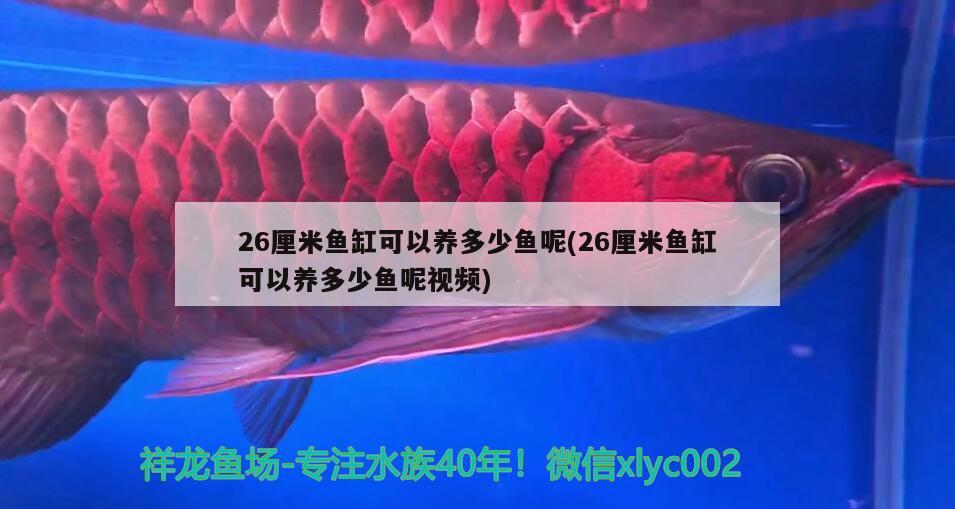 26厘米鱼缸可以养多少鱼呢(26厘米鱼缸可以养多少鱼呢视频) 观赏鱼饲料