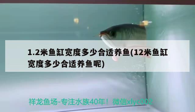 1.2米鱼缸宽度多少合适养鱼(12米鱼缸宽度多少合适养鱼呢) 巨骨舌鱼