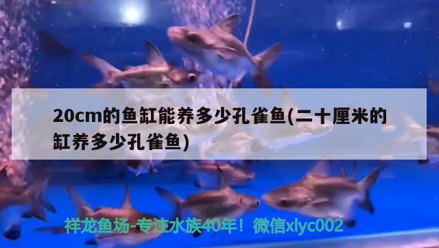 20cm的鱼缸能养多少孔雀鱼(二十厘米的缸养多少孔雀鱼) 大正锦鲤鱼