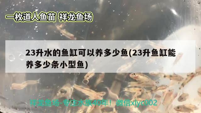 23升水的鱼缸可以养多少鱼(23升鱼缸能养多少条小型鱼) 翡翠凤凰鱼