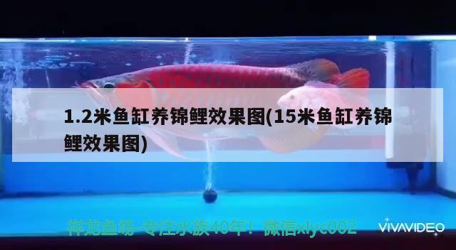 1.2米鱼缸养锦鲤效果图(15米鱼缸养锦鲤效果图) 广州水族批发市场