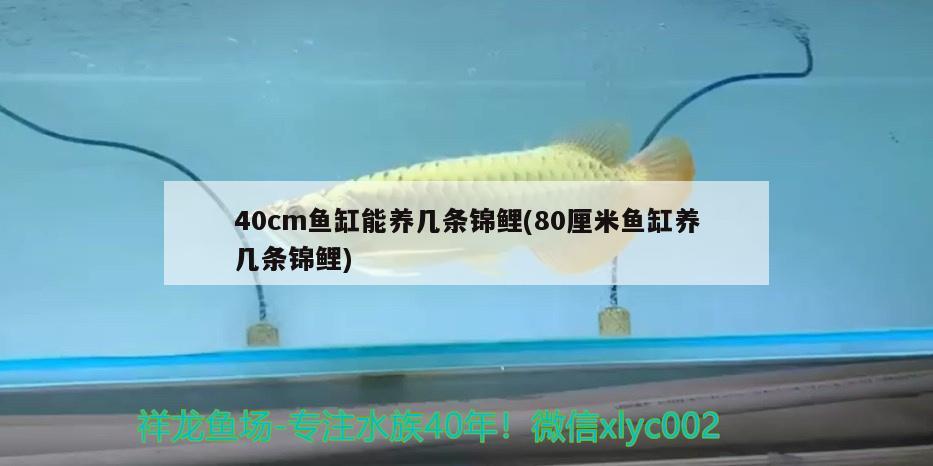 40cm鱼缸能养几条锦鲤(80厘米鱼缸养几条锦鲤)