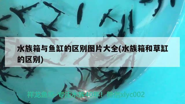 水族箱与鱼缸的区别图片大全(水族箱和草缸的区别) 鱼缸/水族箱