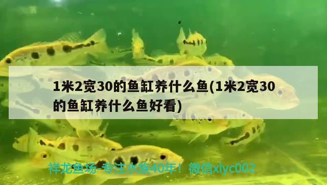 1米2宽30的鱼缸养什么鱼(1米2宽30的鱼缸养什么鱼好看) 水族世界