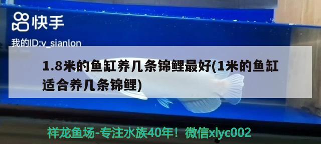 1.8米的鱼缸养几条锦鲤最好(1米的鱼缸适合养几条锦鲤) 印尼三纹虎