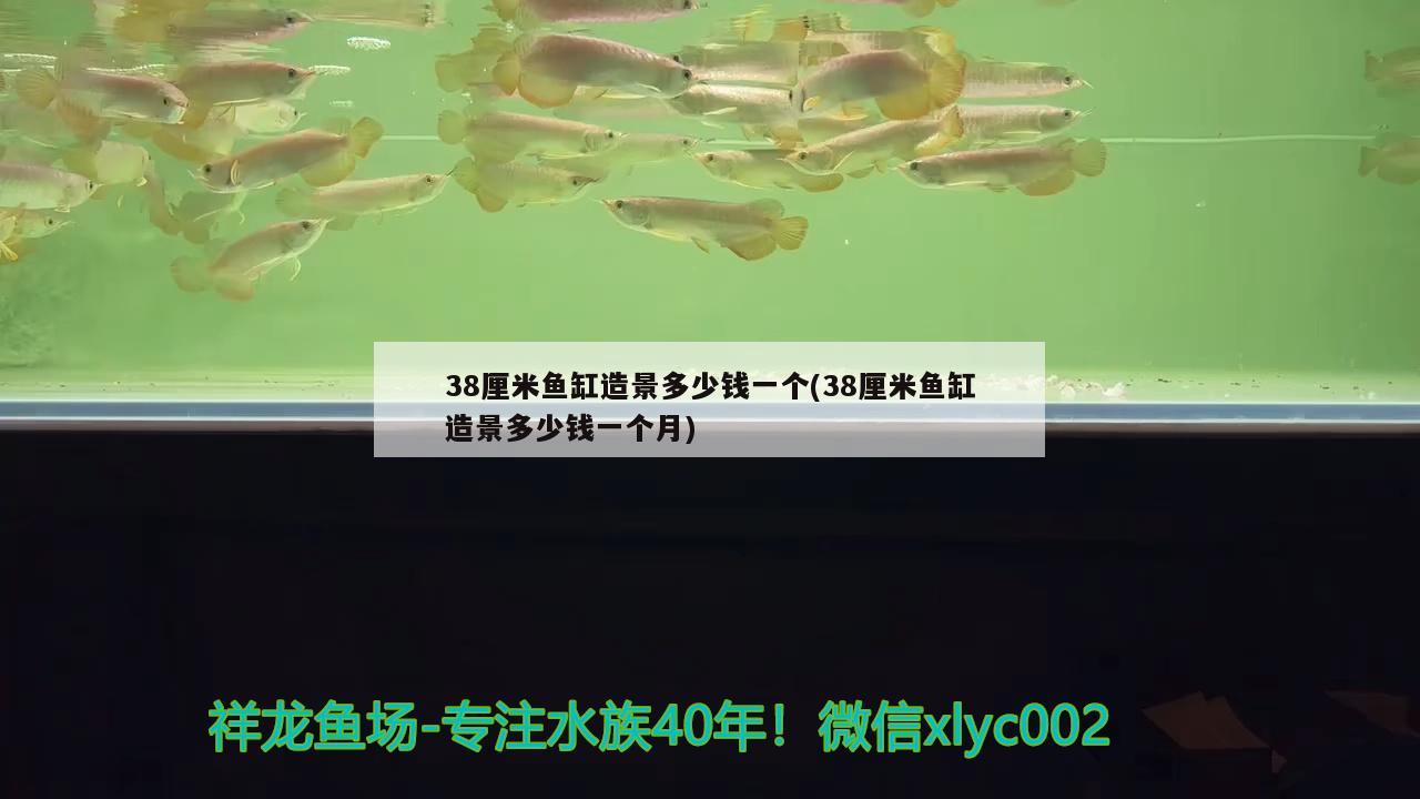 38厘米鱼缸造景多少钱一个(38厘米鱼缸造景多少钱一个月) 金三间鱼